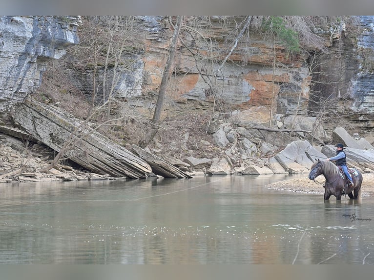Cheval de trait Croisé Hongre 5 Ans Gris in Fairbank, IA