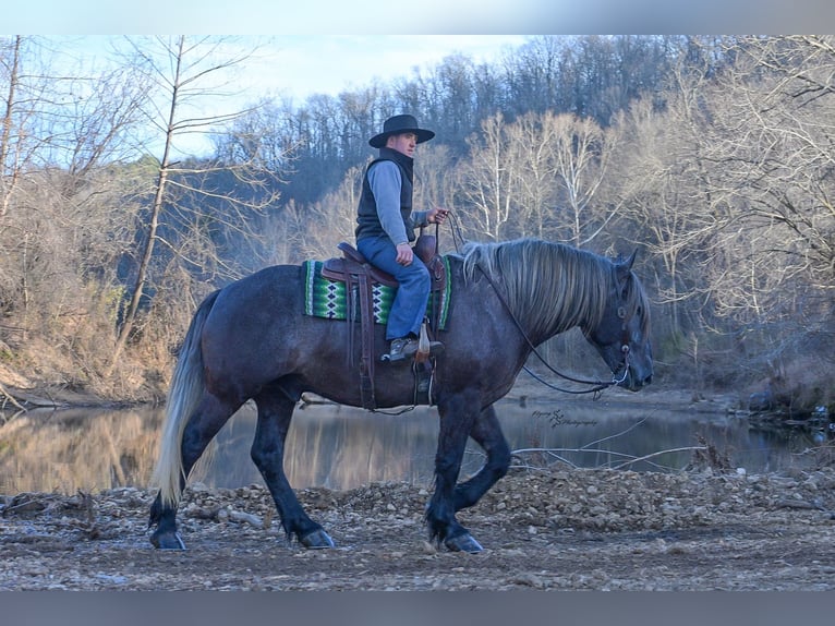 Cheval de trait Croisé Hongre 5 Ans Gris in Fairbank, IA