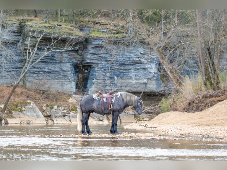 Cheval de trait Croisé Hongre 5 Ans Gris in Fairbank, IA