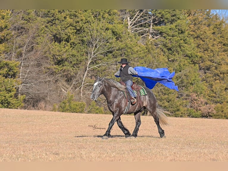 Cheval de trait Croisé Hongre 5 Ans Gris in Fairbank, IA