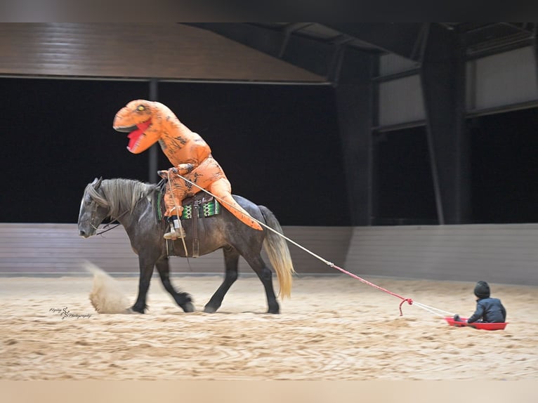 Cheval de trait Croisé Hongre 5 Ans Gris in Fairbank, IA
