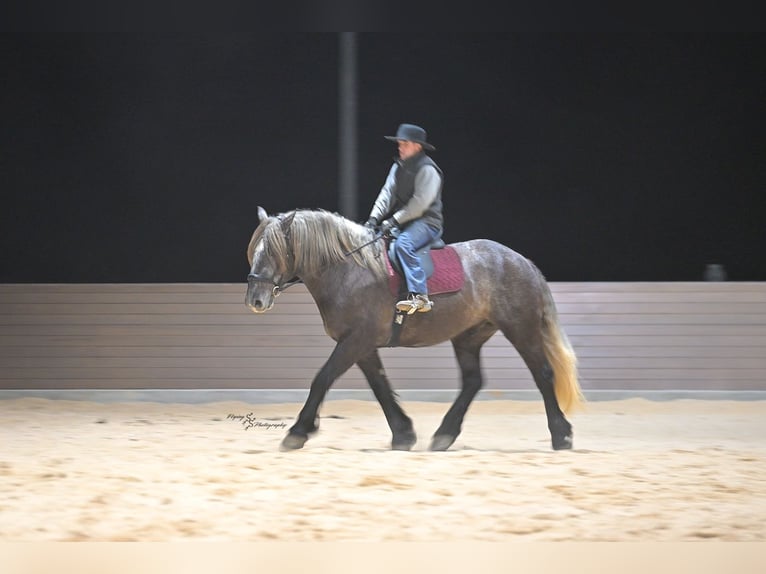 Cheval de trait Croisé Hongre 5 Ans Gris in Fairbank, IA