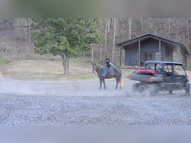 Cheval de trait Croisé Hongre 5 Ans Gris in Fairbank, IA