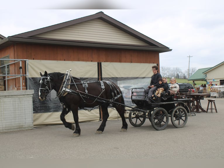 Cheval de trait Croisé Hongre 5 Ans Noir in Millersburg