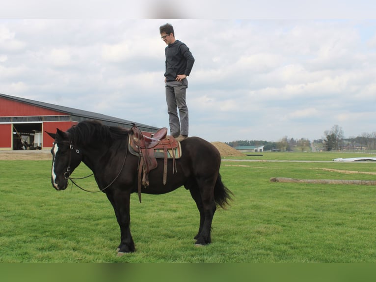 Cheval de trait Croisé Hongre 5 Ans Noir in Millersburg