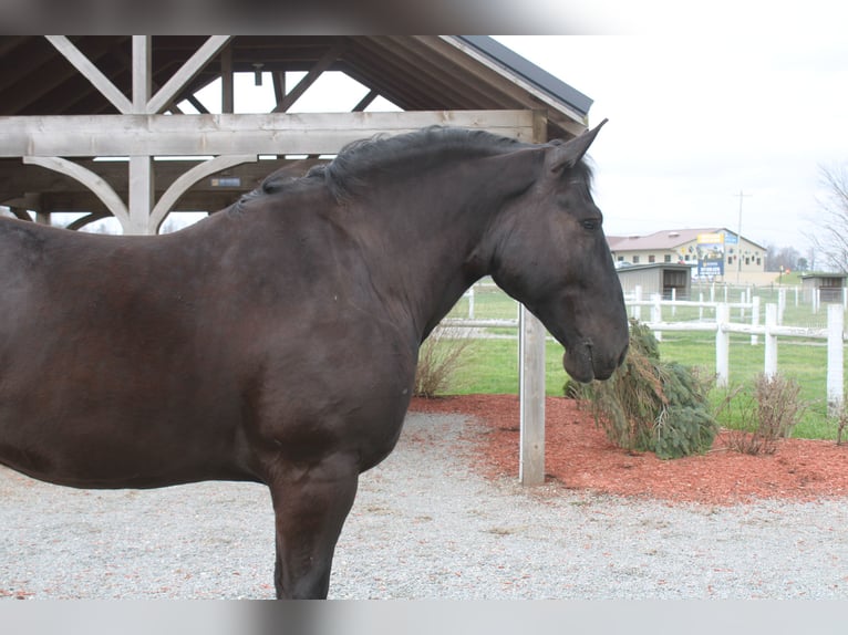 Cheval de trait Croisé Hongre 5 Ans Noir in Millersburg