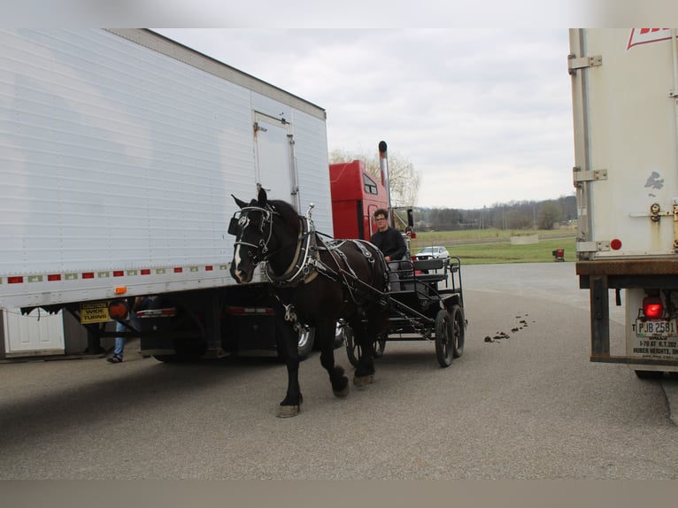 Cheval de trait Croisé Hongre 5 Ans Noir in Millersburg
