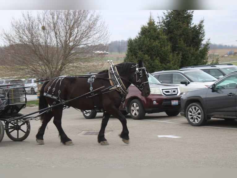 Cheval de trait Croisé Hongre 5 Ans Noir in Millersburg
