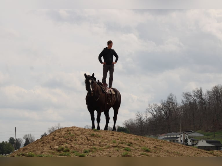 Cheval de trait Croisé Hongre 5 Ans Noir in Millersburg