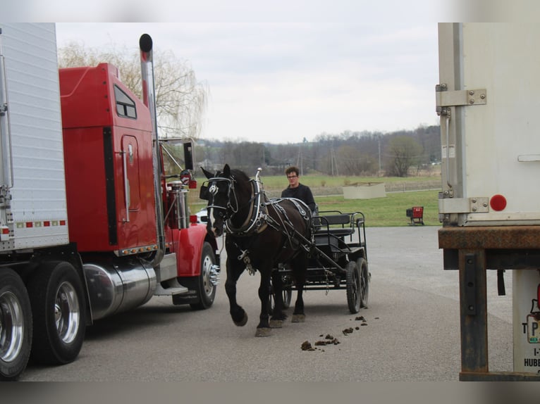 Cheval de trait Croisé Hongre 5 Ans Noir in Millersburg