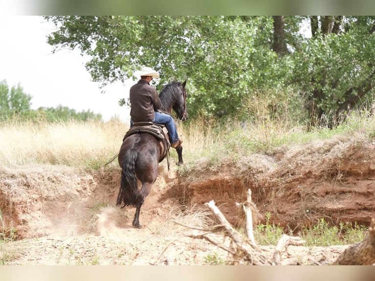 Cheval de trait Hongre 5 Ans Noir in Sweet Springs MO