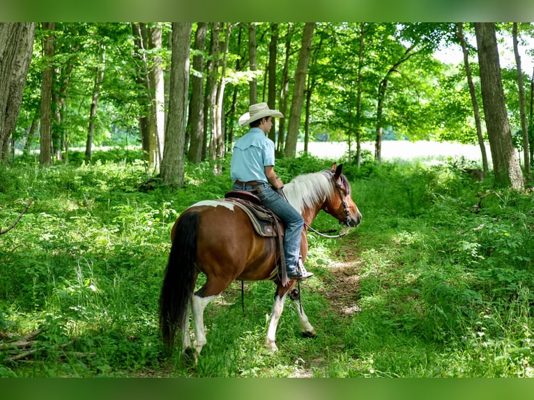 Cheval de trait Croisé Hongre 5 Ans Pinto in Needmore