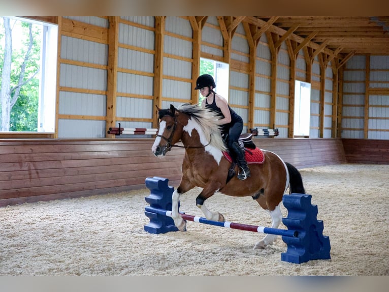 Cheval de trait Croisé Hongre 5 Ans Pinto in Needmore