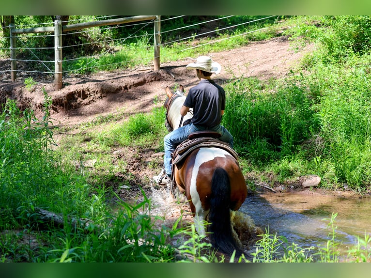 Cheval de trait Croisé Hongre 5 Ans Pinto in Needmore