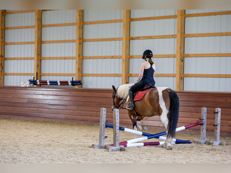Cheval de trait Croisé Hongre 5 Ans Pinto in Needmore