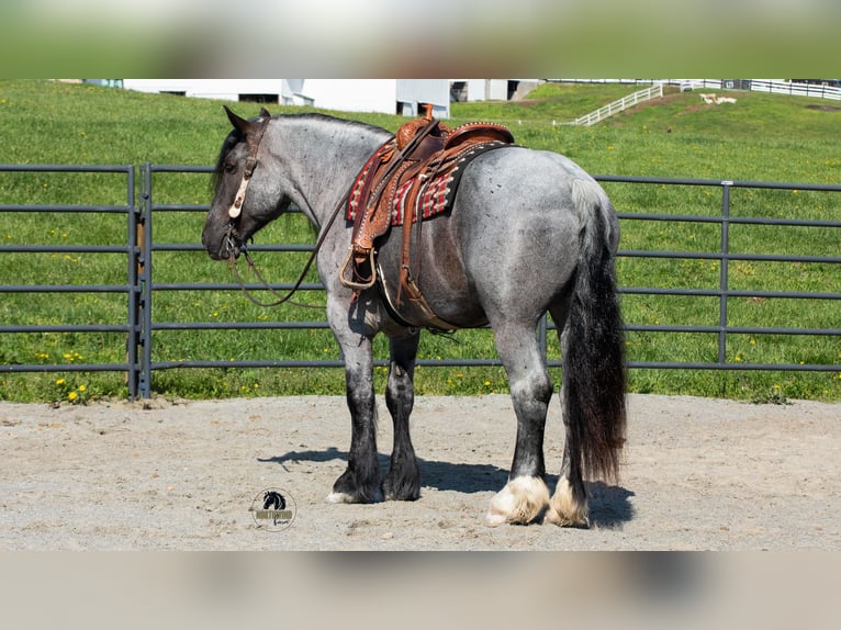 Cheval de trait Croisé Hongre 5 Ans Rouan Bleu in Fredericksburg, OH