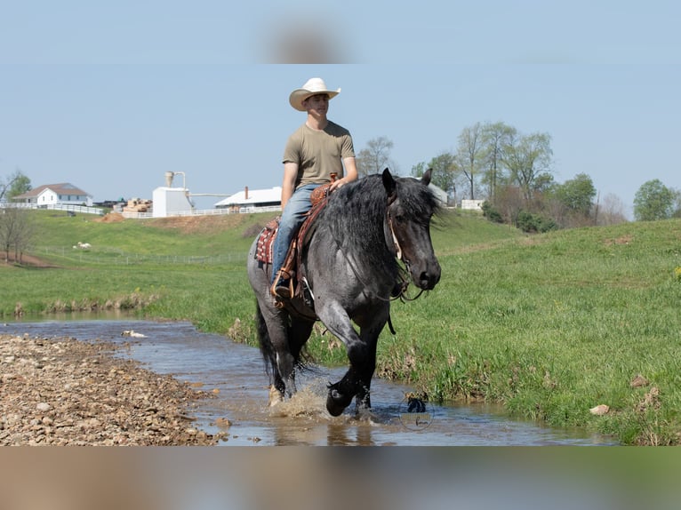 Cheval de trait Croisé Hongre 5 Ans Rouan Bleu in Fredericksburg, OH