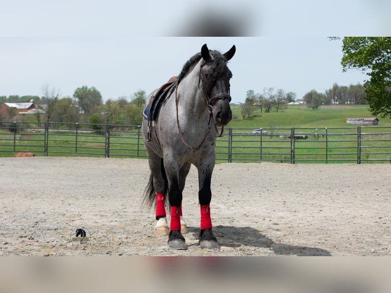 Cheval de trait Croisé Hongre 5 Ans Rouan Bleu in Fredericksburg, OH