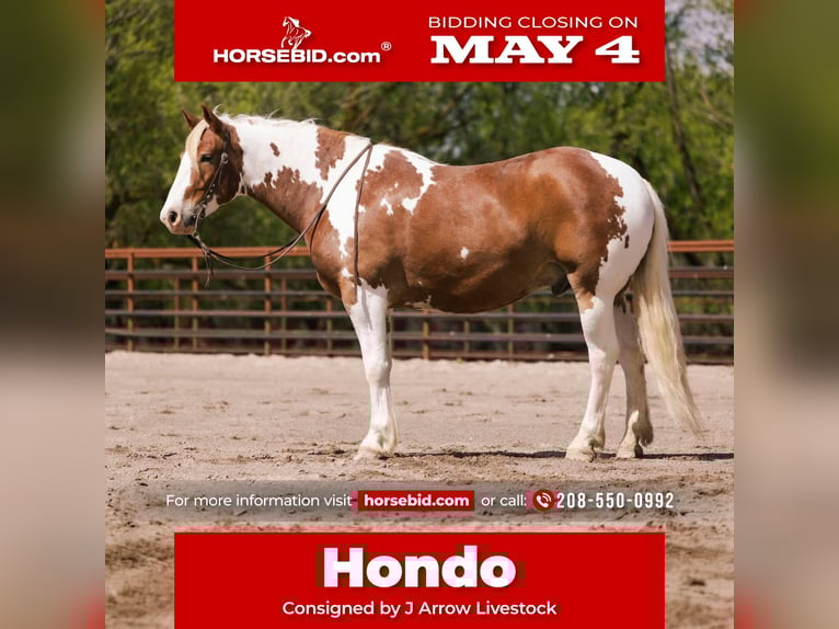 Cheval de trait Croisé Hongre 5 Ans  in New Plymouth, ID
