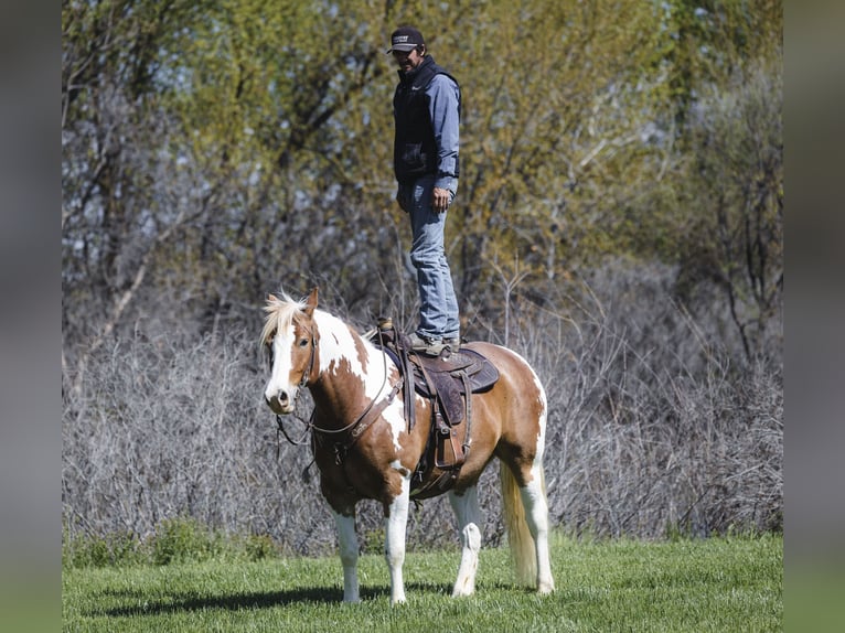 Cheval de trait Croisé Hongre 5 Ans  in New Plymouth, ID