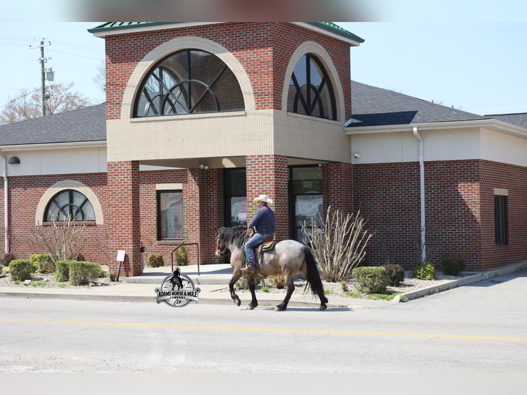 Cheval de trait Hongre 5 Ans  in Mount Vernon