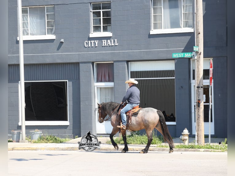 Cheval de trait Hongre 5 Ans  in Mount Vernon