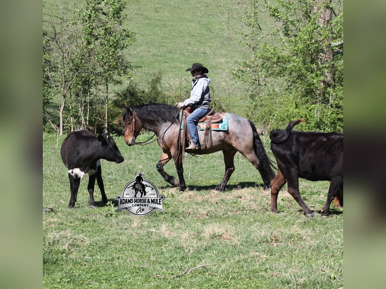 Cheval de trait Hongre 5 Ans  in Mount Vernon