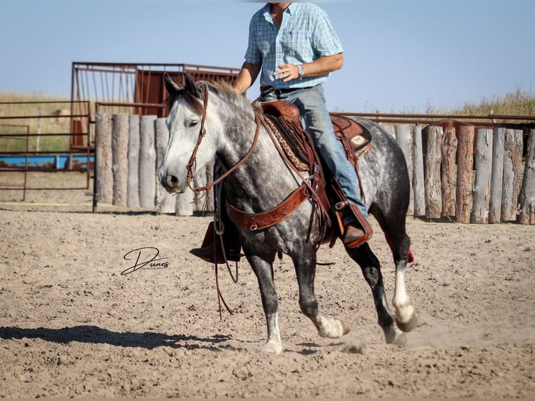 Cheval de trait Croisé Hongre 6 Ans 142 cm Gris in Thedford
