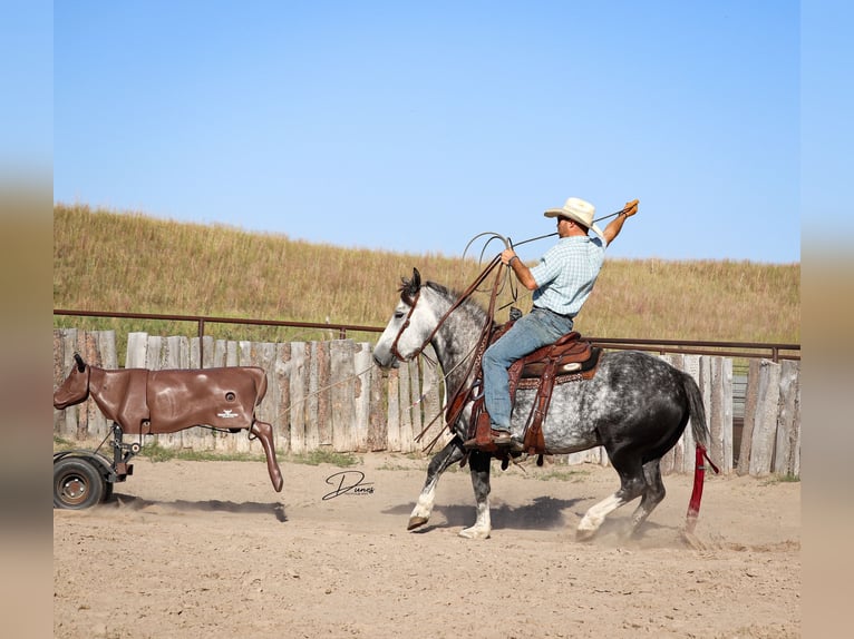 Cheval de trait Croisé Hongre 6 Ans 142 cm Gris in Thedford