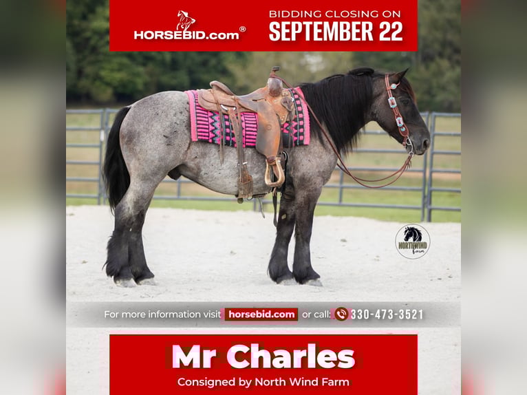 Cheval de trait Croisé Hongre 6 Ans 145 cm Rouan Bleu in Fredericksburg