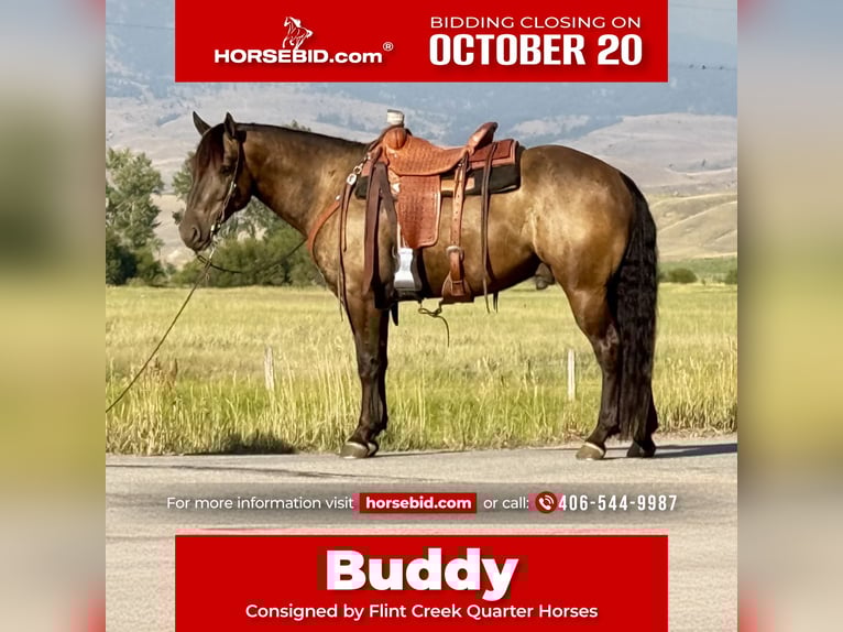 Cheval de trait Croisé Hongre 6 Ans 150 cm Buckskin in Drummond