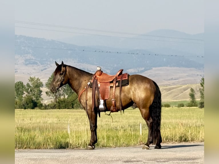 Cheval de trait Croisé Hongre 6 Ans 150 cm Buckskin in Drummond