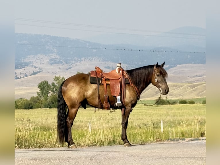 Cheval de trait Croisé Hongre 6 Ans 150 cm Buckskin in Drummond
