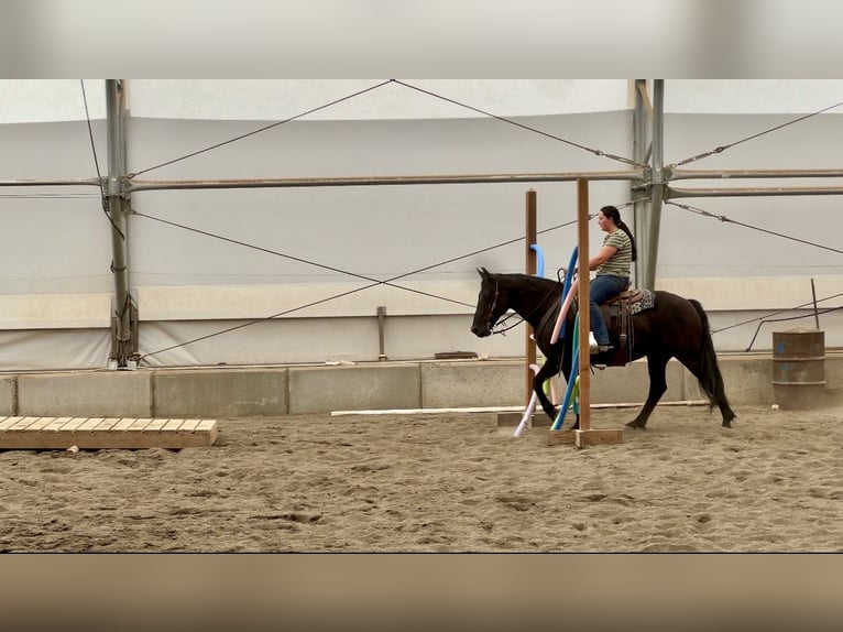 Cheval de trait Croisé Hongre 6 Ans 150 cm Noir in Saint Anthony