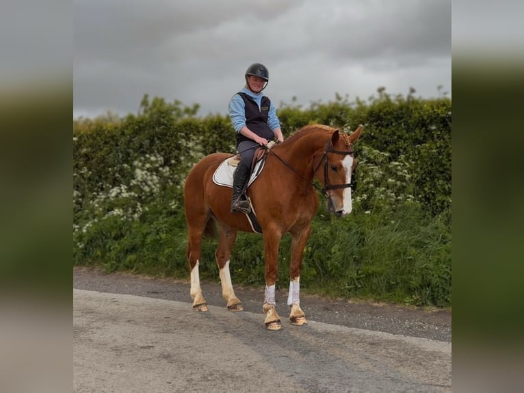 Cheval de trait Hongre 6 Ans 153 cm Alezan brûlé in Laois