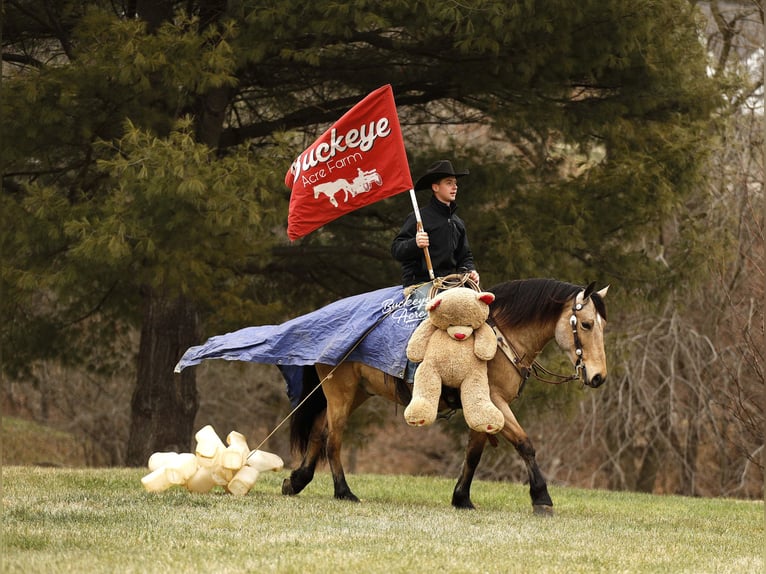 Cheval de trait Croisé Hongre 6 Ans 155 cm Buckskin in Millersburg