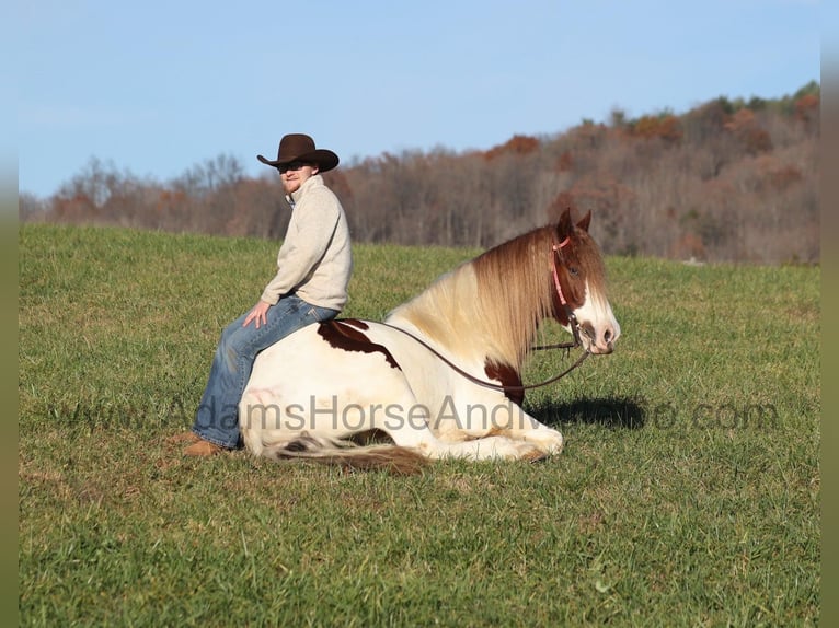 Cheval de trait Hongre 6 Ans 157 cm Alezan brûlé in Mount Vernon