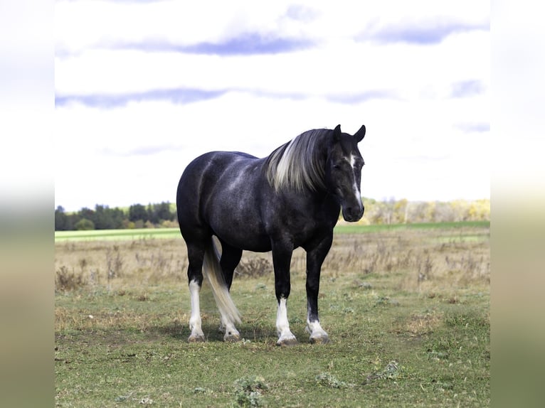 Cheval de trait Croisé Hongre 6 Ans 157 cm Gris in Aguila