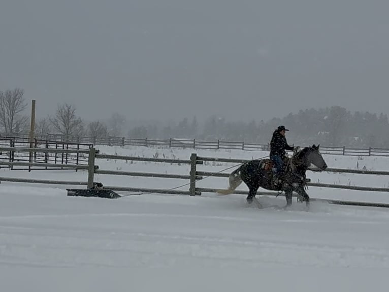 Cheval de trait Croisé Hongre 6 Ans 157 cm Gris in Aguila