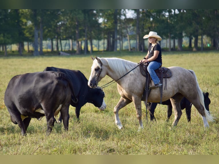 Cheval de trait Croisé Hongre 6 Ans 157 cm Palomino in Crab Orchard