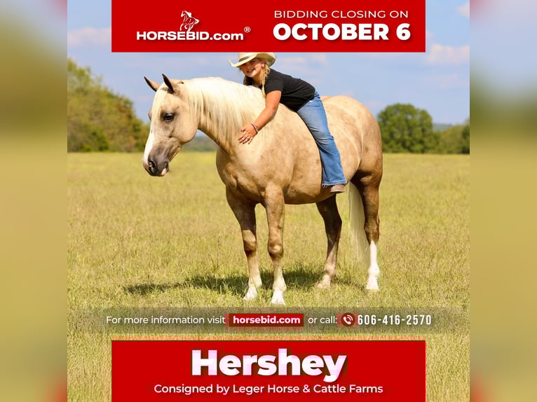 Cheval de trait Croisé Hongre 6 Ans 157 cm Palomino in Crab Orchard