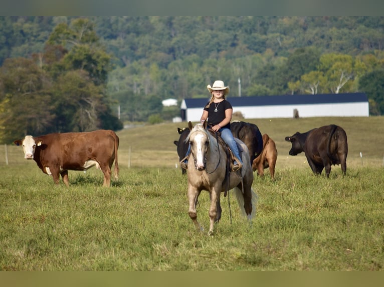 Cheval de trait Croisé Hongre 6 Ans 157 cm Palomino in Crab Orchard