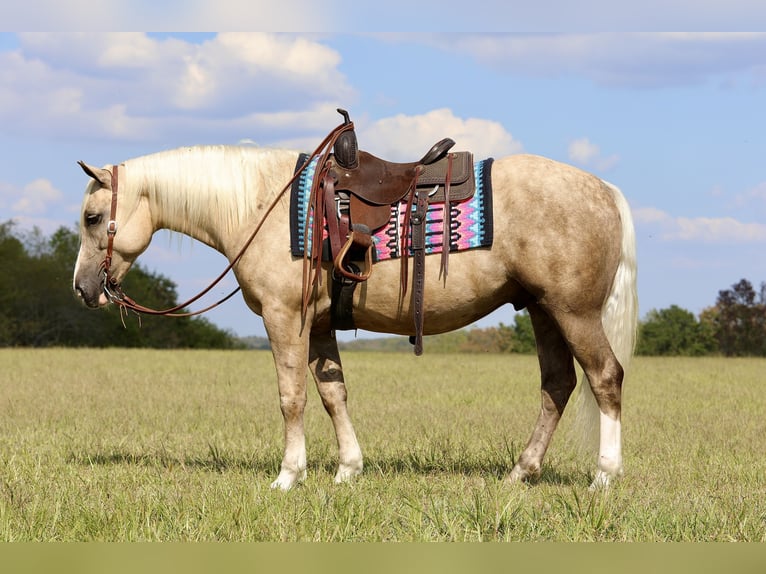 Cheval de trait Croisé Hongre 6 Ans 157 cm Palomino in Crab Orchard