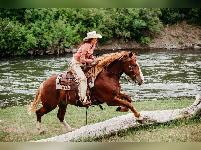 Cheval de trait Croisé Hongre 6 Ans 160 cm Alezan cuivré in Heber City