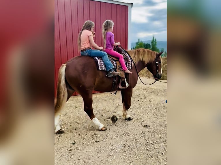 Cheval de trait Croisé Hongre 6 Ans 160 cm Alezan cuivré in Heber City