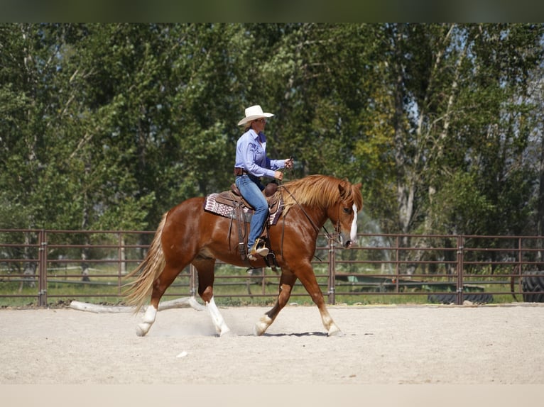 Cheval de trait Croisé Hongre 6 Ans 160 cm Alezan cuivré in Heber City