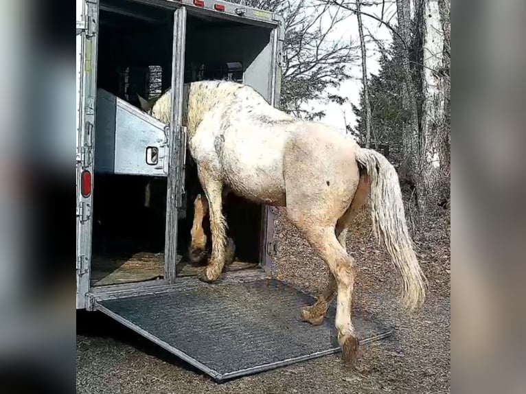 Cheval de trait Hongre 6 Ans 160 cm Palomino in Jeffersonton
