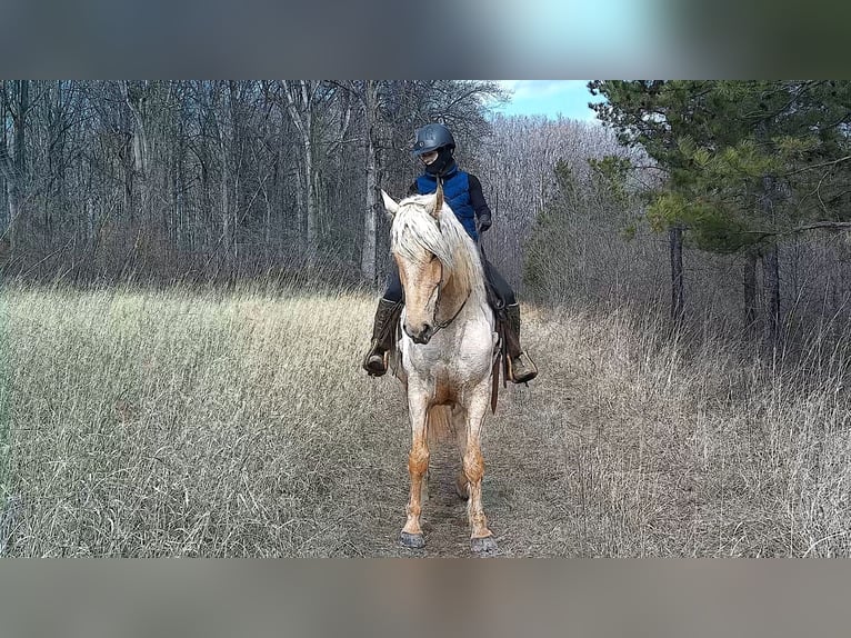 Cheval de trait Hongre 6 Ans 160 cm Palomino in Jeffersonton