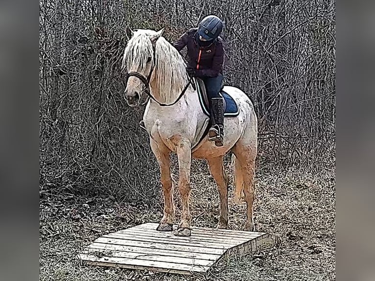 Cheval de trait Hongre 6 Ans 160 cm Palomino in Jeffersonton