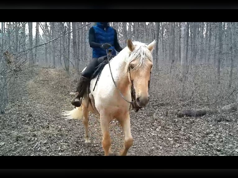 Cheval de trait Hongre 6 Ans 160 cm Palomino in Jeffersonton